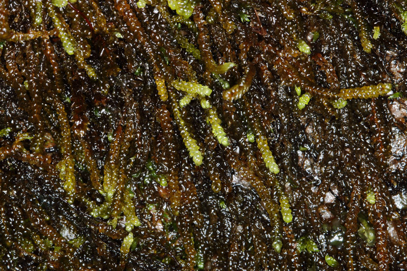 Hygrohypnum ochraceum